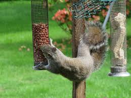 squirrels-love-nuts
