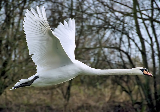 swans can fly