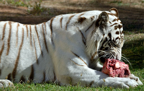 white tiger eating