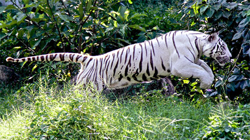 white tiger pouncing
