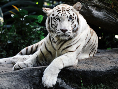 white tiger sapphire eyes