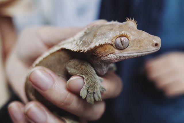 Geckos do not have eyelids