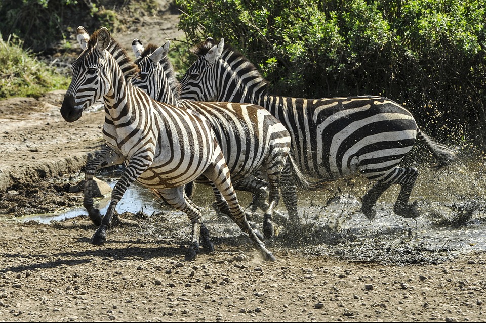 zebras running