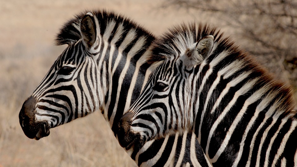 zebras together in groups