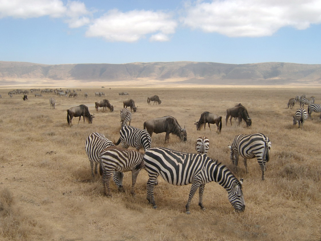 Zebras-wildebeest