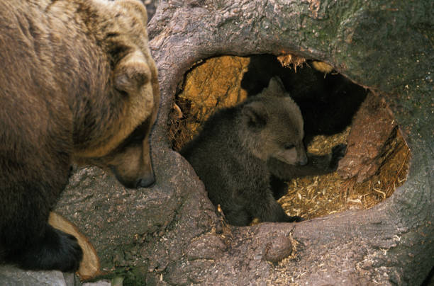 Bear in tree cave