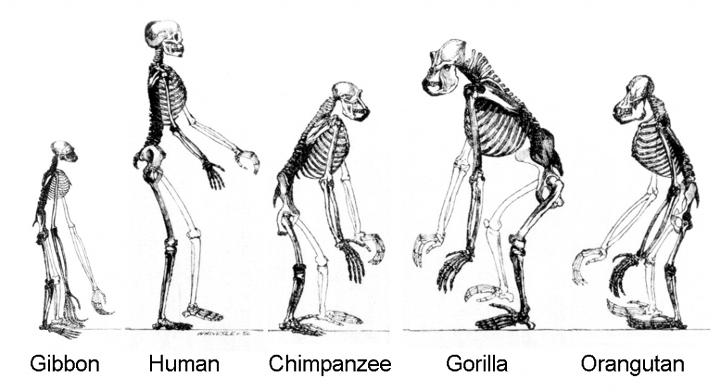 chimpanzees-humans-DNA