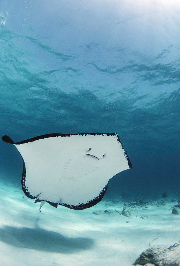 Stingray Full Body with Face