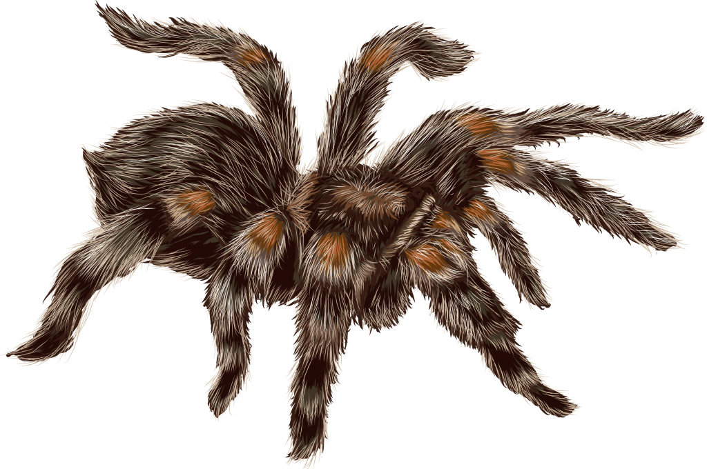 tarantula graphic