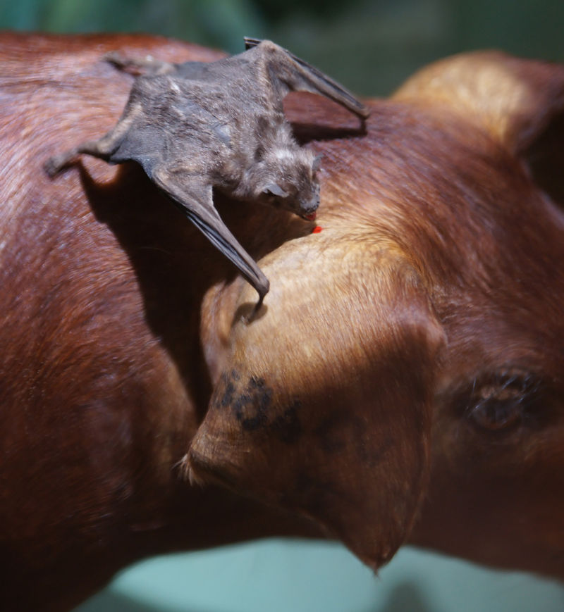 Vampire Bat drinking blood from animal