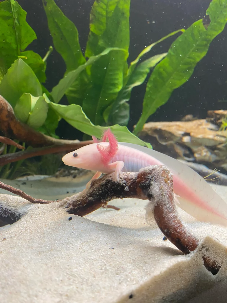 Axolotl full body